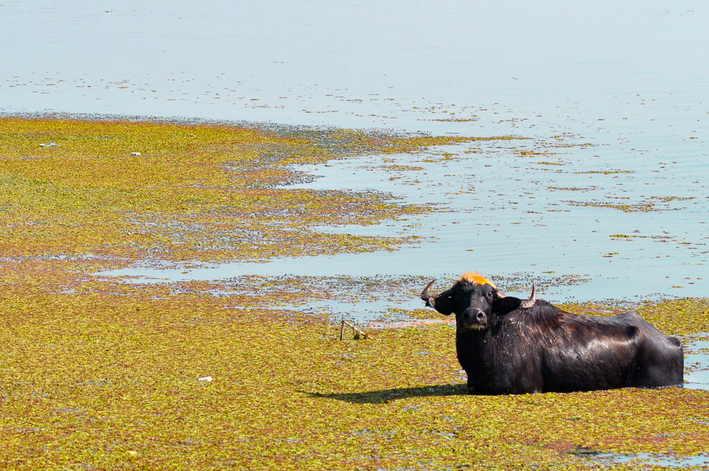 イラク湿地帯の水牛